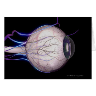 Vasos sanguíneos del ojo