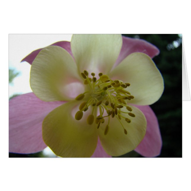 veduta (Anverso (Horizontal))