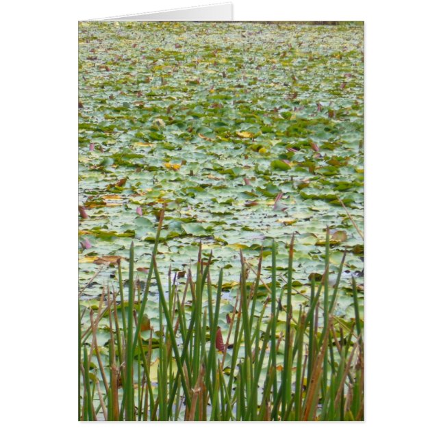 vegetación de estanque (Frente)