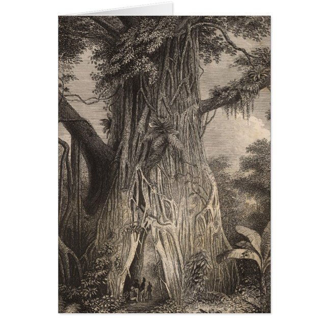 Vegetación en Samoa (Frente)