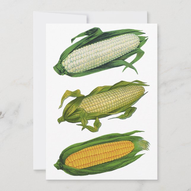 Vegetales sanos para alimentos de época, maíz fres (Anverso)