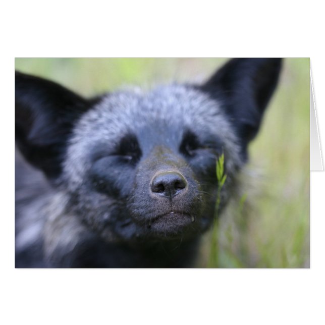 Veintiuna el zorro (Anverso (Horizontal))