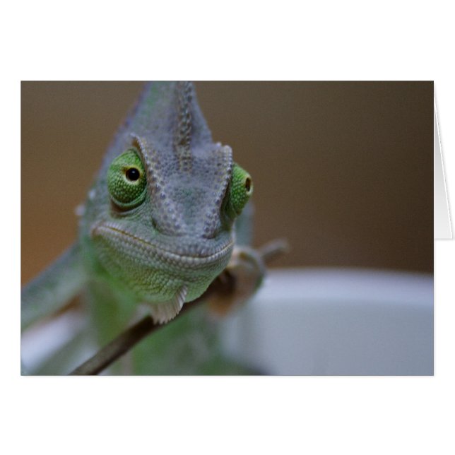Velado Chameleon (Anverso (Horizontal))
