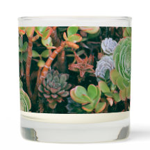Velas Aromáticas Suculentas Coloridas
