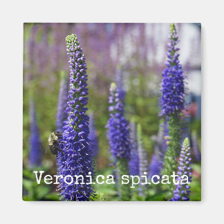 'Velas reales' Speedwell imán botánico