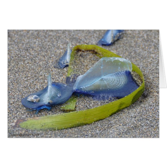 Velella Jellyfish (Anverso (Horizontal))