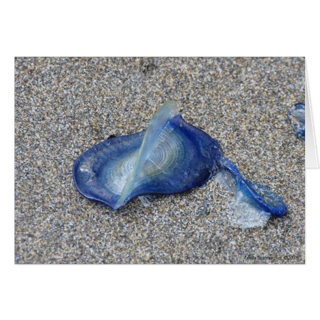 Velella Jellyfish (Anverso (Horizontal))