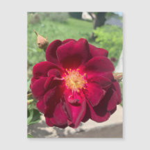 Velvet Rosa Magnet