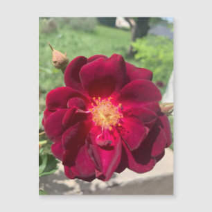 Velvet Rosa Magnet