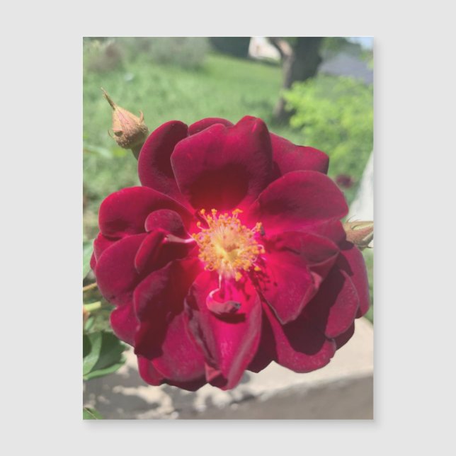 Velvet Rosa Magnet (Anverso)