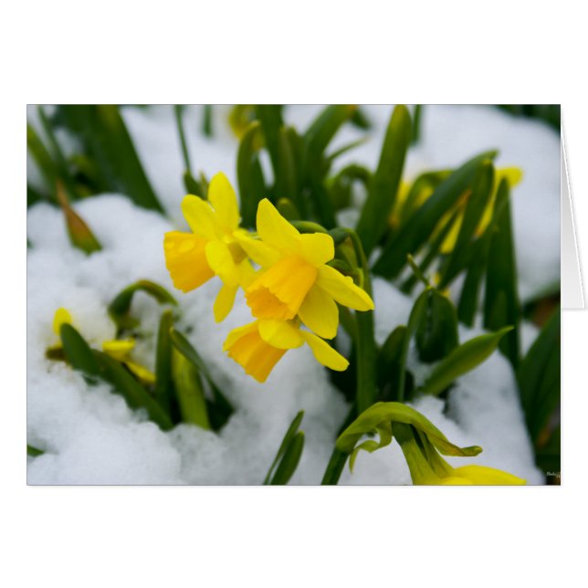 Ven a la primavera (Anverso (Horizontal))