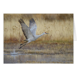 ven a volar conmigo Sandhill Crane