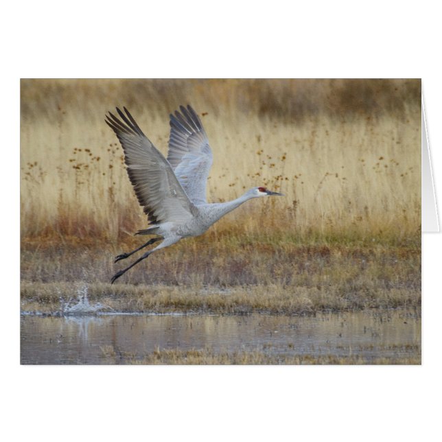 ven a volar conmigo Sandhill Crane (Anverso (Horizontal))