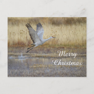 ven volar conmigo, Feliz Navidad
