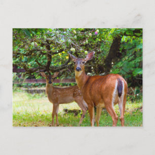 Venado al Amanecer en la postal de verano
