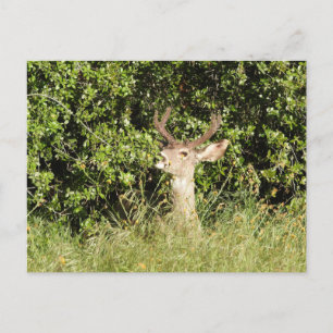 Venado, cerdo, vida salvaje, postal