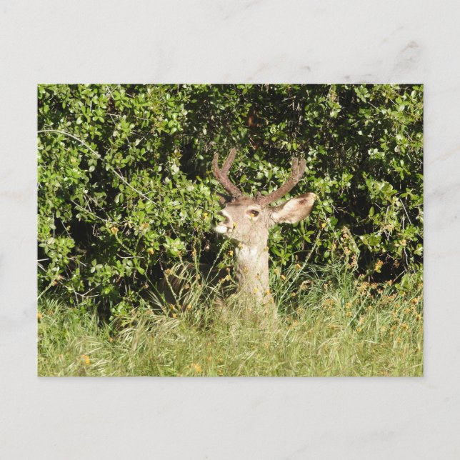 Venado, cerdo, vida salvaje, postal (Anverso)
