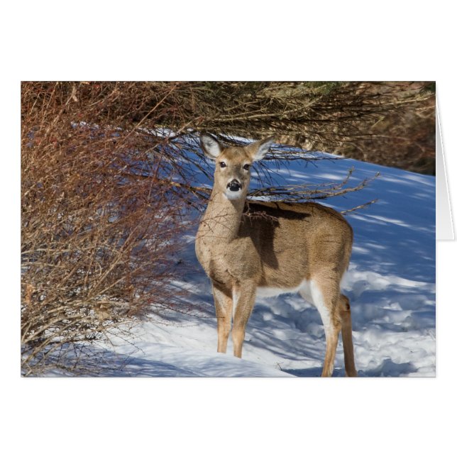 Venado Con Nieve Y Cepillo (Anverso (Horizontal))
