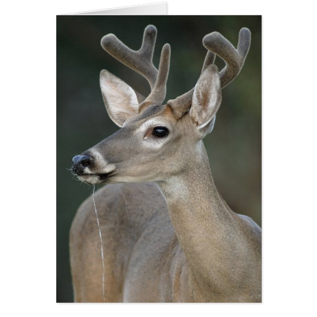 Venado De Cola Blanca Con Antillas De Terciopelo (Frente)