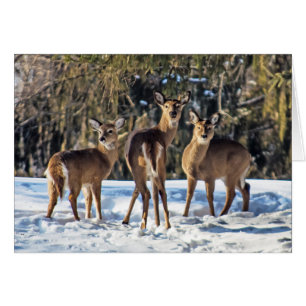 Venado de cola blanca en nieve