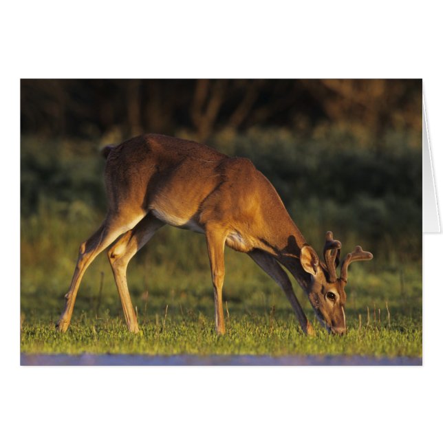 Venado de cola blanca, Odocoileus virginianus (Anverso (Horizontal))