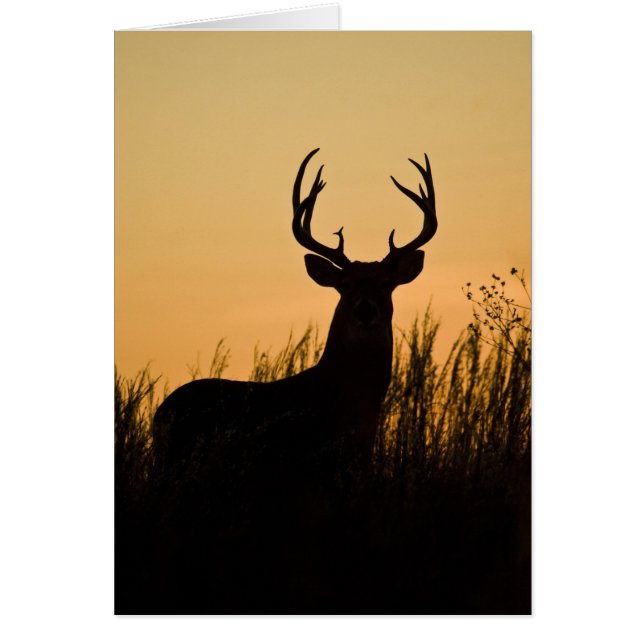 venado de cola blanca Odocoileus virginianus) (Frente)