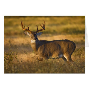 Venado de cola blanca (Odocoileus virginianus) adu