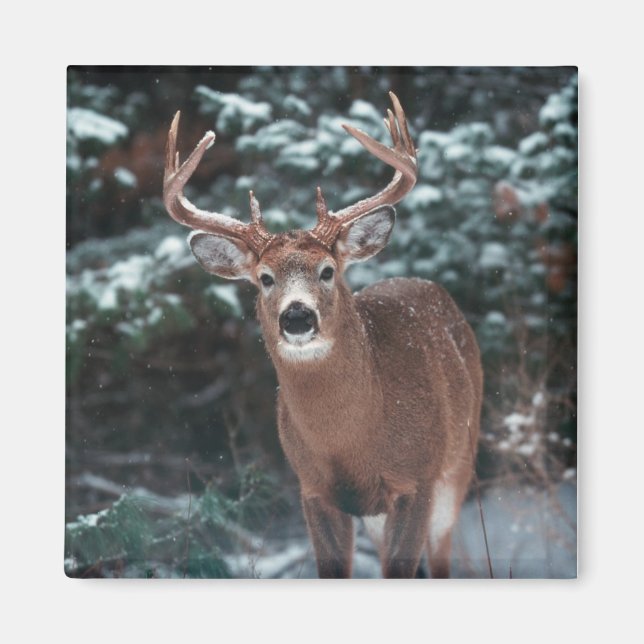 Venado en el imán de la nieve (Frente)