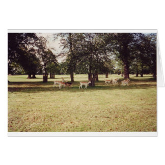 Venado en el Parque Richmond