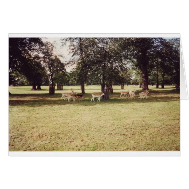 Venado en el Parque Richmond (Anverso (Horizontal))