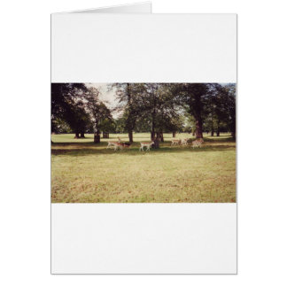 Venado en el Parque Richmond