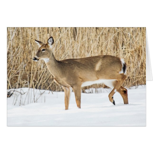 Venado en la nieve (Anverso (Horizontal))