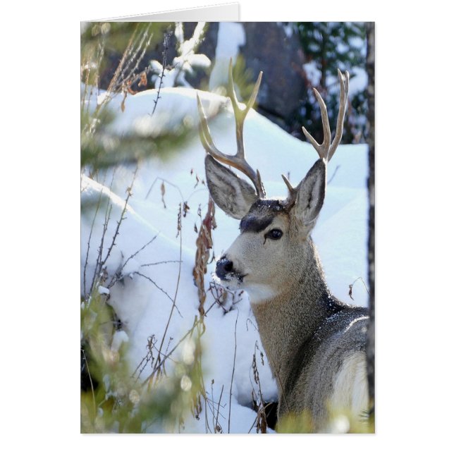 Venado En La Nieve (Frente)
