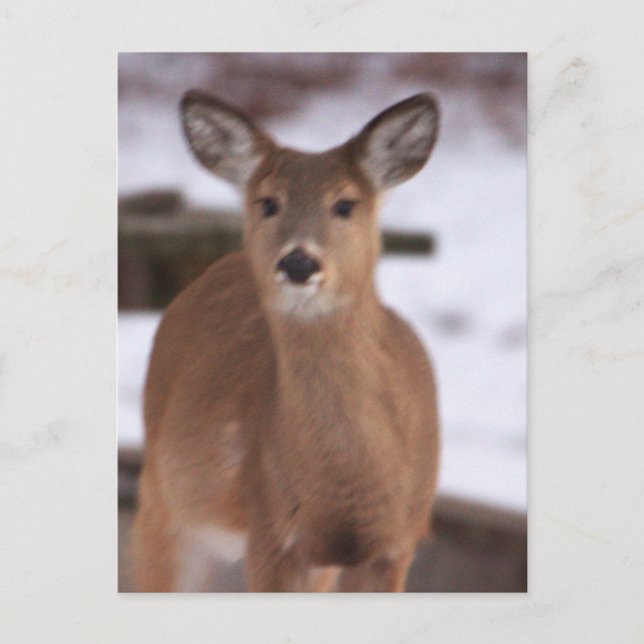 Venado en la postal de la nieve (Anverso)