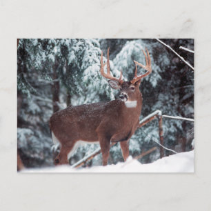Venado en la postal de la nieve
