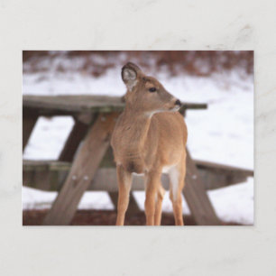 Venado en la postal de la nieve