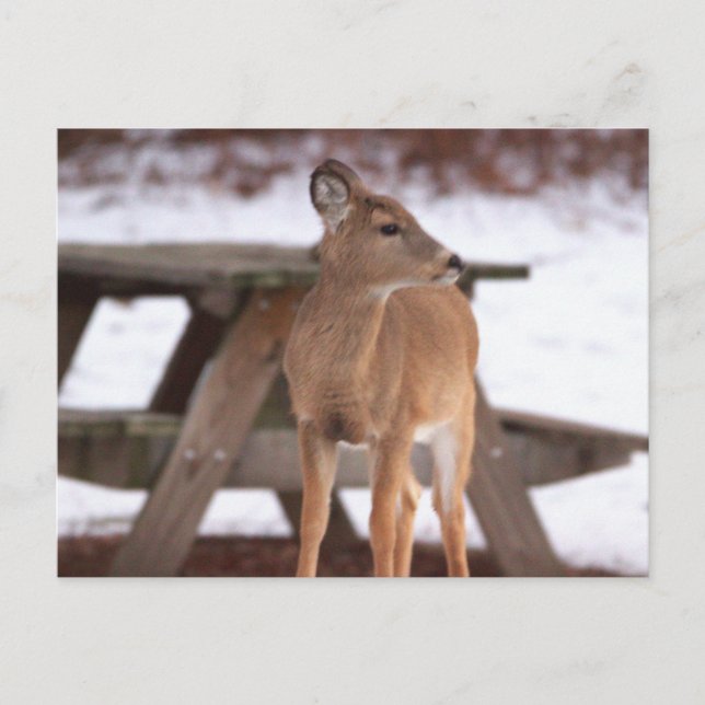Venado en la postal de la nieve (Anverso)