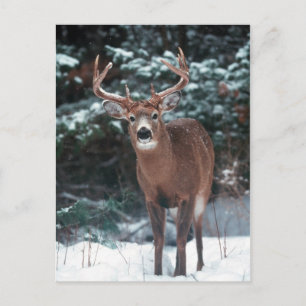 Venado en la postal de la nieve