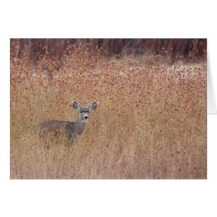 Venado en la pradera