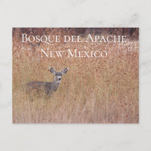Venado en la pradera, tarjeta postal Bosque del Ap