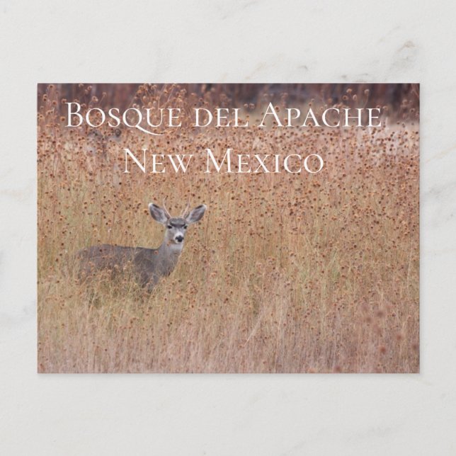 Venado en la pradera, tarjeta postal Bosque del Ap (Anverso)