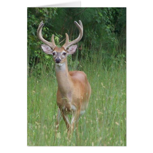 Venado en terciopelo (Frente)