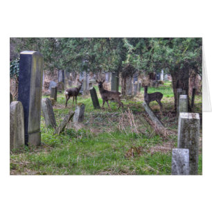 Venado En Zentralfriedhof