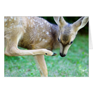 Venado - Rasca ese picor