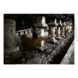 Venado sagrado de Nara Japón