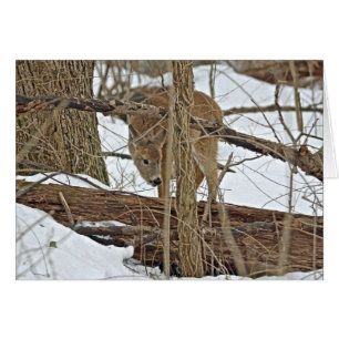 Venado Whitetail En Nieve