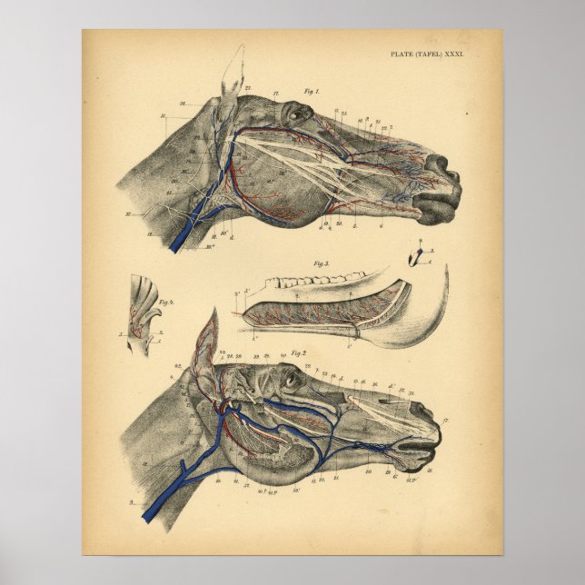 Venas de caballo Nerves Anatomía 1908 Impresión de (Frente)