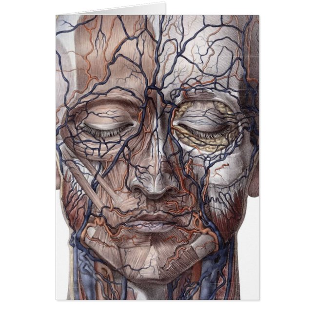 Venas y músculos principales (Frente)