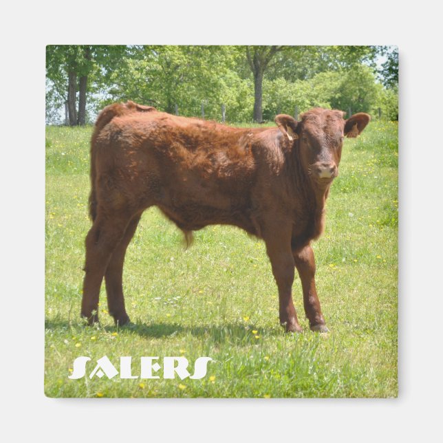 Vendedores de imán de ternera (Frente)