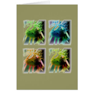 Ventanas de crecimiento de Echinecea